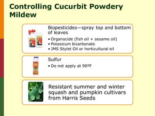 Controlling Cucurbit Powdery
Mildew
         Biopesticides—spray top and bottom
         of leaves
         • Organocide (fish oil + sesame oil)
         • Potassium bicarbonate
         • JMS Stylet Oil or horticultural oil

         Sulfur
         • Do not apply at 90ºF




         Resistant summer and winter
         squash and pumpkin cultivars
         from Harris Seeds
 
