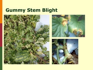 Gummy Stem Blight
 