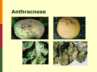 Anthracnose
 
