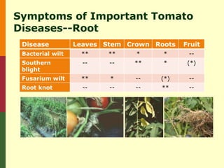 Symptoms of Important Tomato
Diseases--Root
 Disease          Leaves Stem Crown Roots   Fruit
 Bacterial wilt    **    **     *     *      --
 Southern           --    --   **     *      (*)
 blight
 Fusarium wilt     **     *     --   (*)     --
 Root knot          --    --    --   **      --
 