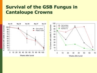 Survival of the GSB Fungus in
                                   Cantaloupe Crowns

                                     Nov 05       May 06    Nov 06         May 07     Nov 07                                      100




                                                                                               % Crowns with viable D. bryoniae
                                                                                                                                            Soil surface
% Crowns with viable D. bryoniae




                                                                                                                                   90       Plastic mulch
                                   100
                                                                             Soil surface                                          80       Buried 5 in.
                                    90                                       Plastic mulch
                                    80                                                                                             70
                                    70                                                                                             60
                                    60                                                                                             50
                                    50
                                                                                                                                   40
                                    40
                                                                                                                                   30
                                    30
                                    20                                                                                             20
                                    10                                                                                             10
                                     0                                                                                             0
                                         0    10 20 30 40 50 60 70 80 90 100                                                            0   10        20        30     40        50   60   70
                                                      Weeks after burial                                                                                    Weeks after burial
 