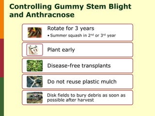 Controlling Gummy Stem Blight
and Anthracnose
         Rotate for 3 years
         • Summer squash in 2nd or 3rd year


         Plant early


         Disease-free transplants


         Do not reuse plastic mulch

        Disk fields to bury debris as soon as
        possible after harvest
 