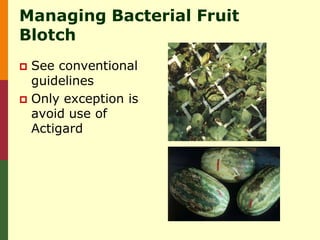 Managing Bacterial Fruit
Blotch
 See conventional
  guidelines
 Only exception is
  avoid use of
  Actigard
 