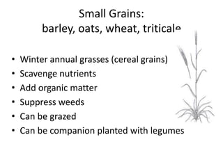 Small Grains:
barley, oats, wheat, triticale
•
•
•
•
•
•

Winter annual grasses (cereal grains)
Scavenge nutrients
Add organic matter
Suppress weeds
Can be grazed
Can be companion planted with legumes

 