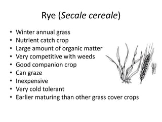 Rye (Secale cereale)
•
•
•
•
•
•
•
•
•

Winter annual grass
Nutrient catch crop
Large amount of organic matter
Very competitive with weeds
Good companion crop
Can graze
Inexpensive
Very cold tolerant
Earlier maturing than other grass cover crops

 
