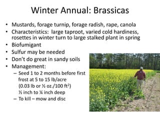 Winter Annual: Brassicas
• Mustards, forage turnip, forage radish, rape, canola
• Characteristics: large taproot, varied cold hardiness,
rosettes in winter turn to large stalked plant in spring
• Biofumigant
• Sulfur may be needed
• Don’t do great in sandy soils
• Management:
– Seed 1 to 2 months before first
frost at 5 to 15 lb/acre
(0.03 lb or ½ oz./100 ft2)
½ inch to ¼ inch deep
– To kill – mow and disc

 