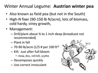 Winter Annual Legume: Austrian winter pea
• Also known as field pea (but not in the South)
• High-N fixer (90-150 lb N/acre), lots of biomass,
cold hardy, viney growth,
• Management:
– Drill/plant about ¾ to 1 inch deep (broadcast not
recommended)
– Plant in fall
– 70-90 lb/acre (1/5 # per 100 ft2)
– Kill: Just after full-bloom
• mow, disc, roll-kill, scythe

– Decomposes quickly
– Use correct innoculant

 