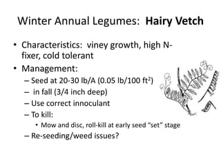 Winter Annual Legumes: Hairy Vetch
• Characteristics: viney growth, high Nfixer, cold tolerant
• Management:
– Seed at 20-30 lb/A (0.05 lb/100 ft2)
– in fall (3/4 inch deep)
– Use correct innoculant
– To kill:
• Mow and disc, roll-kill at early seed “set” stage

– Re-seeding/weed issues?

 