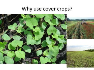 Why use cover crops?

 