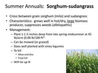Summer Annuals: Sorghum-sudangrass
• Cross between grain sorghum (milo) and sudangrass
• Characteristics: grows well in hot/dry, large biomass
producer, suppresses weeds (allelopathic)
• Management:
– Plant 1-1 ½ inches deep from late spring-midsummer at 45
lb/acre (0.06 lb/100 ft2)
– Can be mowed (or grazed)
– Does well planted with viney legumes
– To kill
• Mow and disc
• Frost kill

– Will tie up N

 
