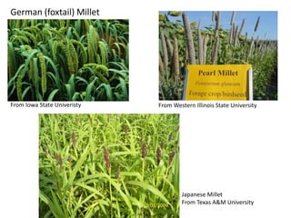 German (foxtail) Millet

From Iowa State Univeristy

From Western Illinois State University

Japanese Millet
From Texas A&M University

 