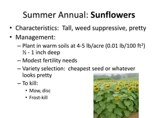 Summer Annual: Sunflowers
• Characteristics: Tall, weed suppressive, pretty
• Management:
– Plant in warm soils at 4-5 lb/acre (0.01 lb/100 ft2)
½ - 1 inch deep
– Modest fertility needs
– Variety selection: cheapest seed or whatever
looks pretty
– To kill:
• Mow, disc
• Frost-kill

 