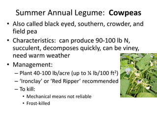Summer Annual Legume: Cowpeas
• Also called black eyed, southern, crowder, and
field pea
• Characteristics: can produce 90-100 lb N,
succulent, decomposes quickly, can be viney,
need warm weather
• Management:
– Plant 40-100 lb/acre (up to ¼ lb/100 ft2)
– ‘Ironclay’ or ‘Red Ripper’ recommended
– To kill:
• Mechanical means not reliable
• Frost-killed

 