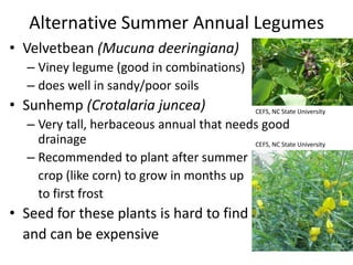 Alternative Summer Annual Legumes
• Velvetbean (Mucuna deeringiana)
– Viney legume (good in combinations)
– does well in sandy/poor soils

• Sunhemp (Crotalaria juncea)

CEFS, NC State University

– Very tall, herbaceous annual that needs good
drainage
CEFS, NC State University
– Recommended to plant after summer
crop (like corn) to grow in months up
to first frost

• Seed for these plants is hard to find
and can be expensive

 