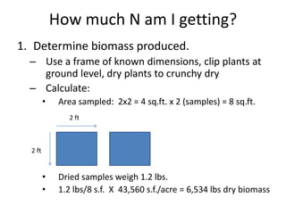 How much N am I getting?
1. Determine biomass produced.
– Use a frame of known dimensions, clip plants at
ground level, dry plants to crunchy dry
– Calculate:
•

Area sampled: 2x2 = 4 sq.ft. x 2 (samples) = 8 sq.ft.
2 ft

2 ft

•
•

Dried samples weigh 1.2 lbs.
1.2 lbs/8 s.f. X 43,560 s.f./acre = 6,534 lbs dry biomass

 