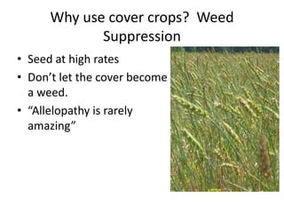 Why use cover crops? Weed
Suppression
• Seed at high rates
• Don’t let the cover become
a weed.
• “Allelopathy is rarely
amazing”

 
