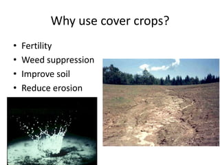 Why use cover crops?
•
•
•
•

Fertility
Weed suppression
Improve soil
Reduce erosion

 