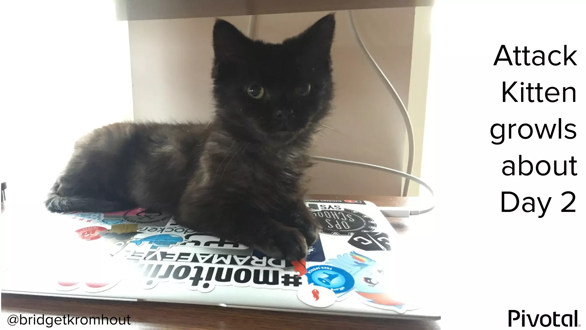 @bridgetkromhout
Attack
Kitten
growls
about
Day 2
 