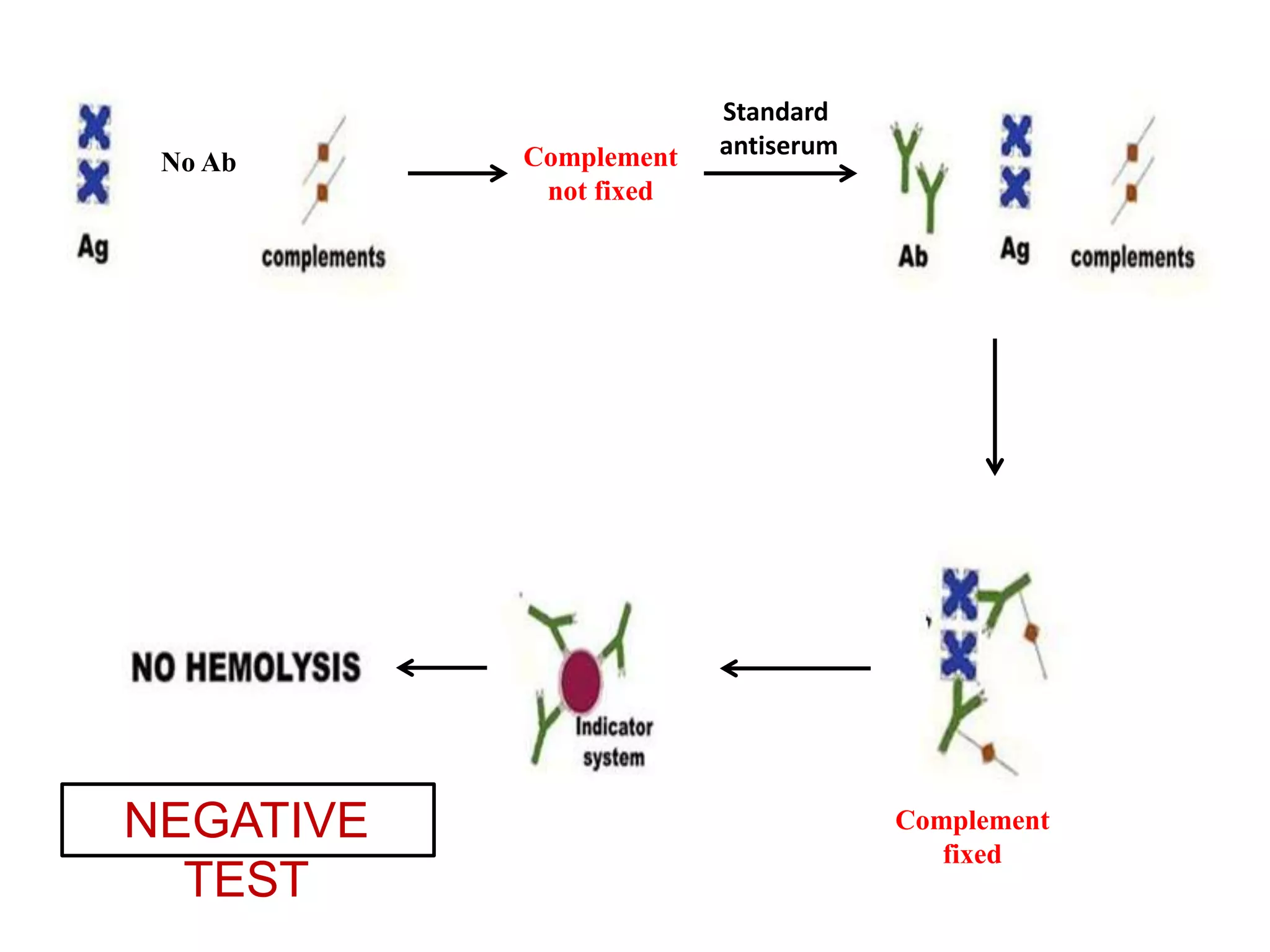 No Ab Complement
not fixed
Standard
antiserum
Complement
fixed
NEGATIVE
TEST
 