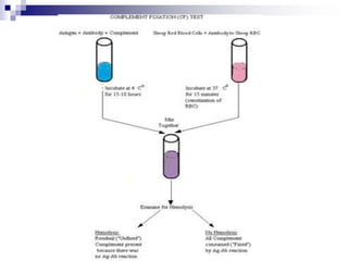 PRACTICAL 18: COMPLEMENT FIXATION TEST.ppt | Blood Disorders | Diseases ...