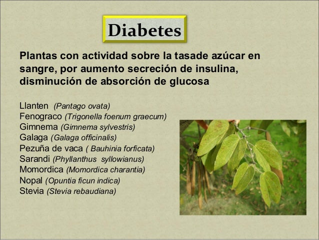 Plantas Medicinales y Calidad de Vida Plantas Medicinales y Calidad de Vida