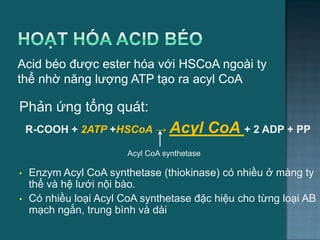 Acid béo đƣợc ester hóa với HSCoA ngoài ty
thể nhờ năng lƣợng ATP tạo ra acyl CoA
15
Phản ứng tổng quát:
R-COOH + 2ATP +HSCoA → Acyl CoA + 2 ADP + PP
Acyl CoA synthetase
• Enzym Acyl CoA synthetase (thiokinase) có nhiều ở màng ty
thể và hệ lƣới nội bào.
• Có nhiều loại Acyl CoA synthetase đặc hiệu cho từng loại AB
mạch ngắn, trung bình và dài
 