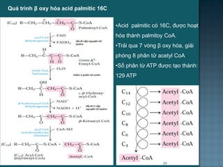 Quá trình β oxy hóa acid palmitic 16C
•Acid palmitic có 16C, đƣợc hoạt
hóa thành palmitoy CoA.
•Trải qua 7 vòng β oxy hóa, giải
phóng 8 phân tử acetyl CoA
•Số phân từ ATP đƣợc tạo thành:
129 ATP
20
 