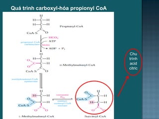 Quá trình carboxyl-hóa propionyl CoA
Chu
trình
acid
citric
22
 