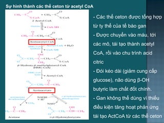 Sự hình thành các thể ceton từ acetyl CoA
- Các thể ceton đƣợc tổng hợp
từ ty thể của tế bào gan
- Đƣợc chuyển vào máu, tới
các mô, tái tạo thành acetyl
CoA, rồi vào chu trình acid
citric
- Đói kéo dài (giảm cung cấp
glucose), não dùng β-OH
butyric làm chất đốt chính.
- Gan không thể dùng vì thiếu
điều kiện tăng hoạt phản ứng
tái tạo ActCoA từ các thể ceton
27
 
