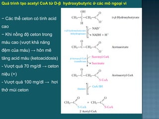 Quá trình tạo acetyl CoA từ D-β hydroxybutyric ở các mô ngoại vi
− Các thể ceton có tính acid
cao
− Khi nồng độ ceton trong
máu cao (vƣợt khả năng
đệm của máu) → hôn mê
tăng acid máu (ketoacidosis)
- Vƣợt quá 70 mg/dl → ceton
niệu (+)
- Vƣợt quá 100 mg/dl → hơi
thở mùi ceton
28
 