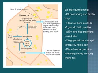 Đái tháo đƣờng nặng:
- Glucose không vào tế bào
đƣợc
- Tăng huy động acid béo
về gan (do thiếu insulin)
- Giảm tổng hợp triglycerid
tù acid béo
- Tăng tạo thể ceton từ quá
trình β oxy hóa ở gan
- Các mô ngoài gan tăng
hoạt động nhƣng sử dụng
không hết
29
 