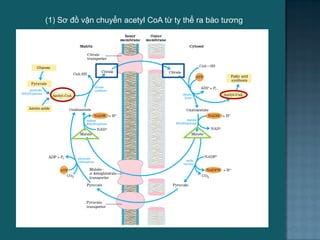 (1) Sơ đồ vận chuyển acetyl CoA từ ty thể ra bào tƣơng
33
 