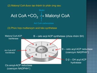 (2) Malonyl CoA đƣợc tạo thành từ phản ứng sau:
Act CoA +CO2 → Malonyl CoA
Act CoA carboxylase
Biotin
(3) Phức hợp multienzym acid béo synthetase
1
2 3
4
56
Malonyl CoA ACP
tranferase
Act CoA ACP
transferase
Cis enoyl-ACP reductase
(coenzym NADPHH+)
Β – ceto acyl ACP synthetase (chứa nhóm SH)
Β – ceto acyl ACP reductase
(coenzym NADPHH+)
D β – OH acyl ACP
hydratase
34
 