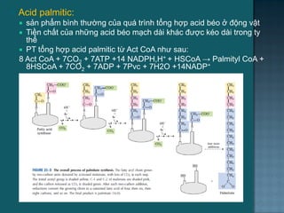  Acid palmitic:
 sản phẩm bình thƣờng của quá trình tổng hợp acid béo ở động vật
 Tiền chất của những acid béo mạch dài khác đƣợc kéo dài trong ty
thể
 PT tổng hợp acid palmitic từ Act CoA nhƣ sau:
8 Act CoA + 7CO2 + 7ATP +14 NADPH,H+ + HSCoA → Palmityl CoA +
8HSCoA + 7CO2 + 7ADP + 7Pvc + 7H2O +14NADP+
37
 