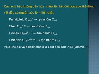  Các acid béo không bão hòa nhiều liên kết đôi trong cơ thể động
vật đều có nguồn gốc từ 4 tiền chất:
 Palmitoleic C16∆9 → tạo nhóm Cᵚ-7
 Oleic C18∆ 9 → tạo nhóm Cᵚ-9
 Linoleic C18∆9 - 12 → tạo nhóm Cᵚ-6
 Linolenic C18∆9-12-15 → tạo nhóm Cᵚ-3
 Acid linoleic và acid linolenic là acid béo cần thiết (vitamin F)
39
 