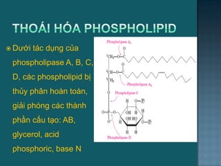  Dƣới tác dụng của
phospholipase A, B, C,
D, các phospholipid bị
thủy phân hoàn toàn,
giải phóng các thành
phần cấu tạo: AB,
glycerol, acid
phosphoric, base N
47
 