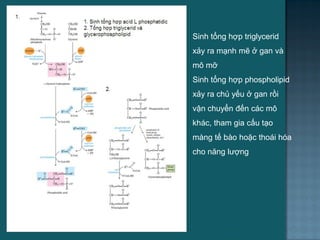 Sinh tổng hợp triglycerid
xảy ra mạnh mẽ ở gan và
mô mỡ
Sinh tổng hợp phospholipid
xảy ra chủ yếu ở gan rồi
vận chuyển đến các mô
khác, tham gia cấu tạo
màng tế bào hoặc thoái hóa
cho năng lƣợng
49
 