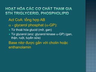  Act CoA: tổng hợp AB
  - glycerol phosphat (-GP):
 Từ thoái hóa glucid (mỡ, gan)
 Từ glycerol (enz: glycerol kinase -GP) (gan,
thận, ruột, tuyến sữa)
 Base nitơ đƣợc gắn với cholin hoặc
enthanolamin
52
 