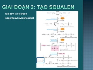 Tạo đơn vị 5 carbon
Isopentenyl pyrophosphat
61
 
