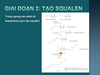 Trùng ngưng các phân tử
Isopentenyl pyro tạo squalen
62
 