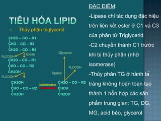 1. Thủy phân triglycerid
ĐẶC ĐIỂM:
-Lipase chỉ tác dụng đặc hiệu
trên liên kết ester ở C1 và C3
của phân tử Triglycerid
-C2 chuyển thành C1 trƣớc
khi bị thủy phân (nhờ
isomerase)
-Thủy phân TG ở hành tá
tràng không hoàn toàn tạo
thành 1 hỗn hợp các sản
phẩm trung gian: TG, DG,
MG, acid béo, glycerol
R3COOH
R1COOH
CH2O – CO – R1
CHO – CO – R2
CH2O – CO – R3
lipase
CH2O – CO – R1
CHO – CO – R2
CH2OH lipase
CH2OH
CHO – CO – R2
CH2OH
CH2O – CO – R2
CHOH
CH2OH
isomerase
R2COOH
Glycerol
7
 