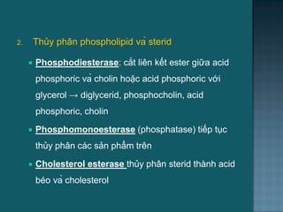  Phosphodiesterase: cắt liên kết ester giữa acid
phosphoric và cholin hoặc acid phosphoric với
glycerol → diglycerid, phosphocholin, acid
phosphoric, cholin
 Phosphomonoesterase (phosphatase) tiếp tục
thủy phân các sản phẩm trên
 Cholesterol esterase thủy phân sterid thành acid
béo và cholesterol
2. Thủy phân phospholipid và sterid
8
 