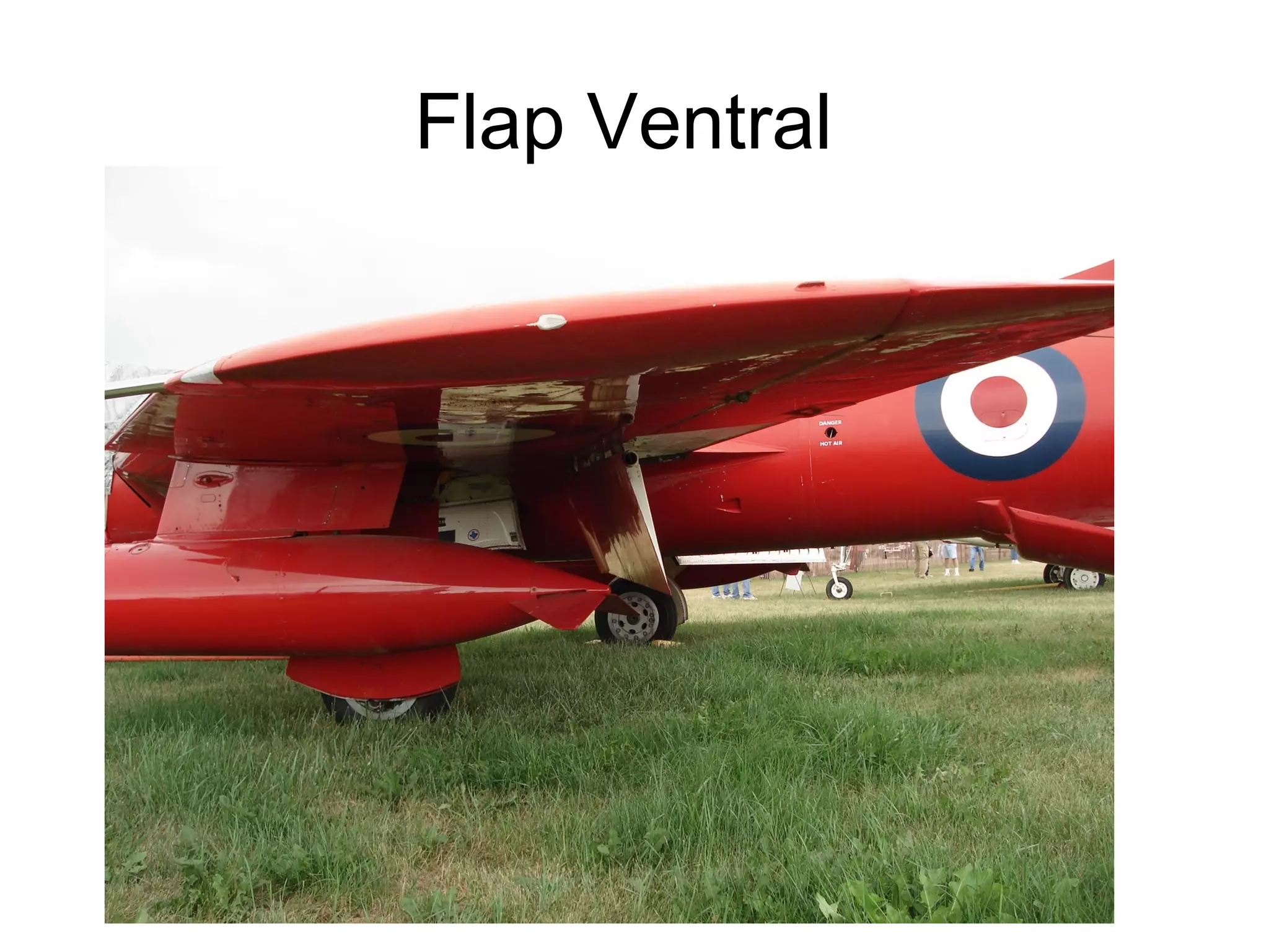 Flap Ventral
 