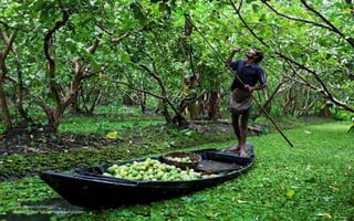 Title: Guava Cultivation
Photographer: Mohammad Saiful Islam
 