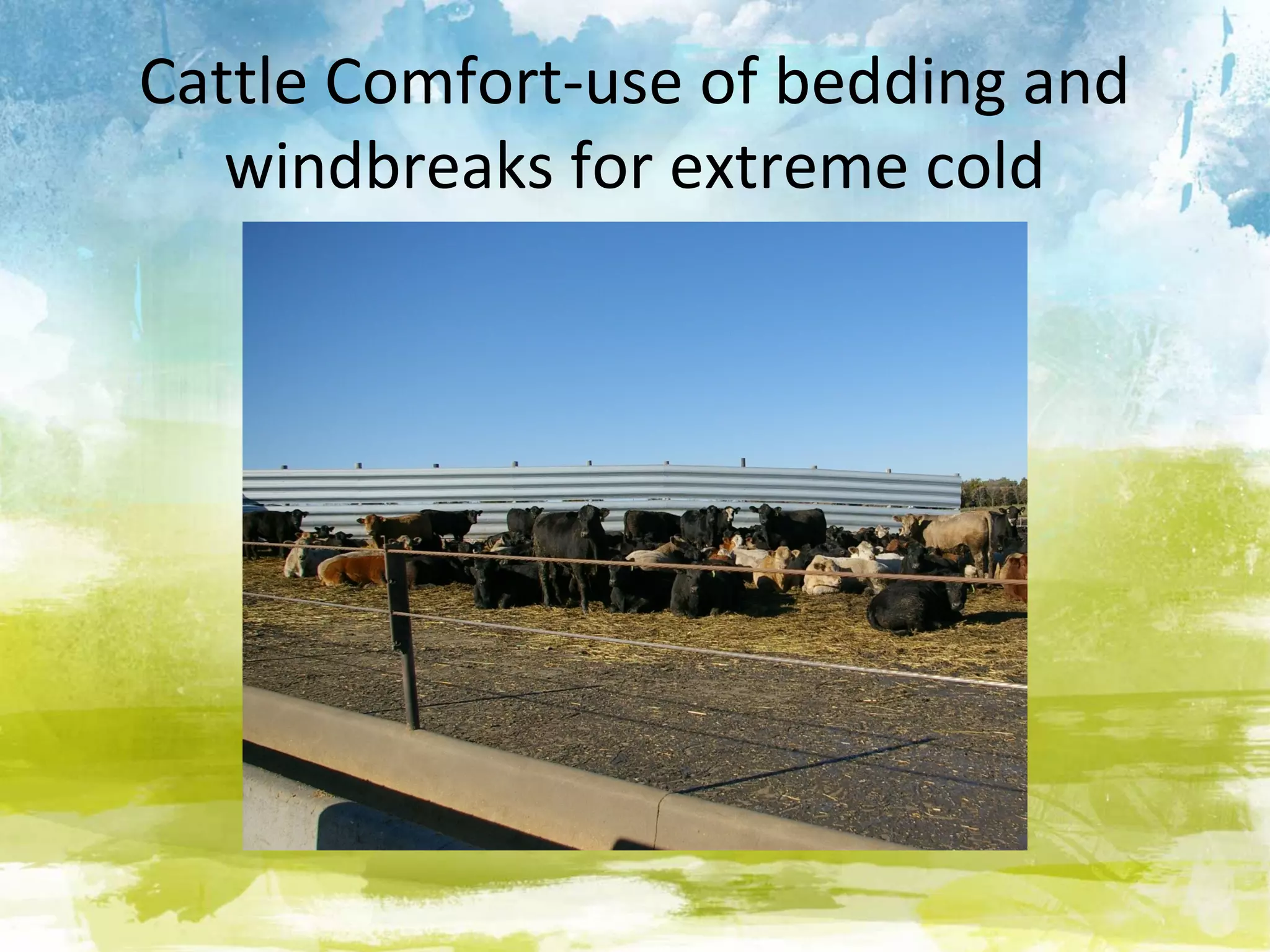 Cattle Comfort-use of bedding and
   windbreaks for extreme cold
 