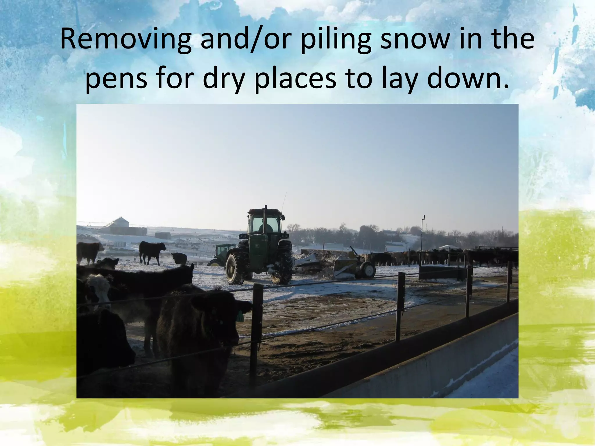 Removing and/or piling snow in the
 pens for dry places to lay down.
 