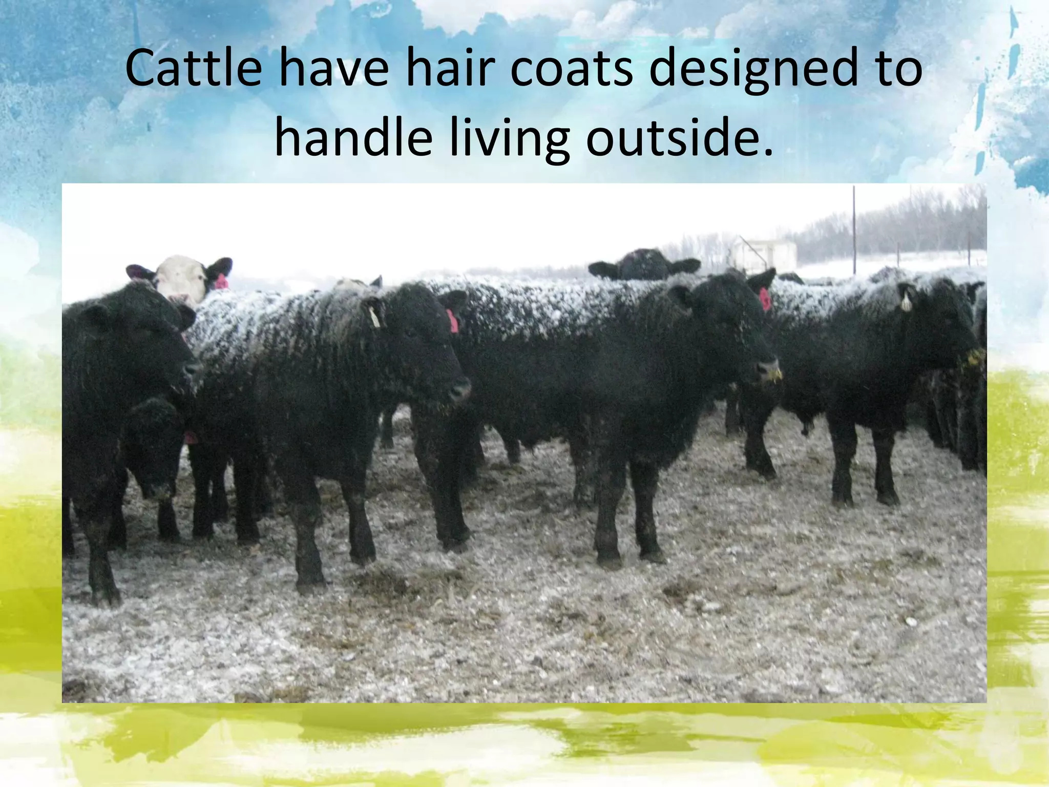 Cattle have hair coats designed to
       handle living outside.
 
