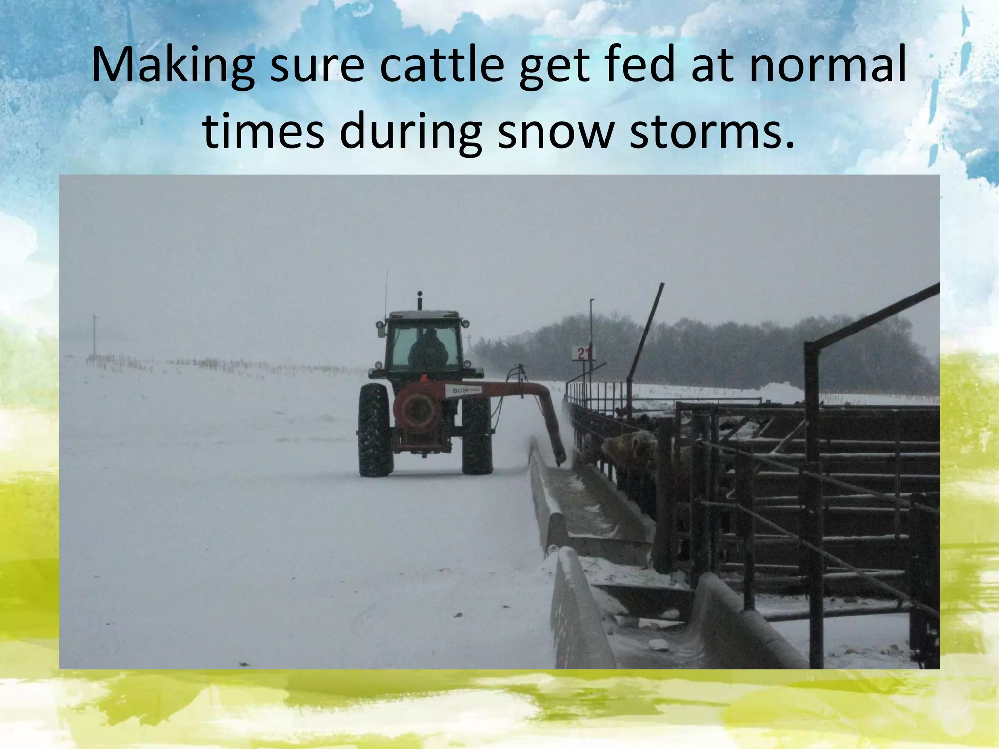Making sure cattle get fed at normal
    times during snow storms.
 