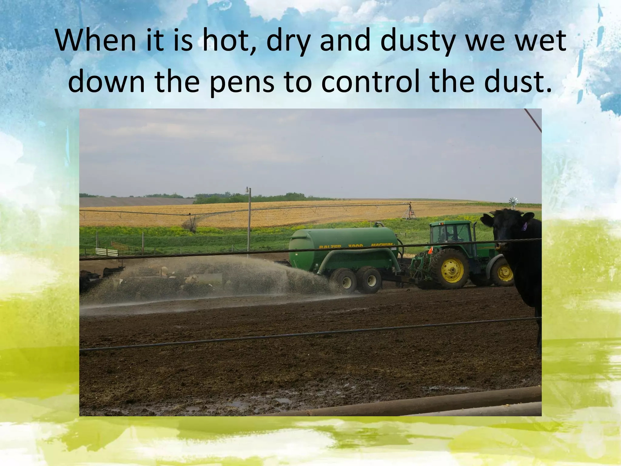 When it is hot, dry and dusty we wet
down the pens to control the dust.
 