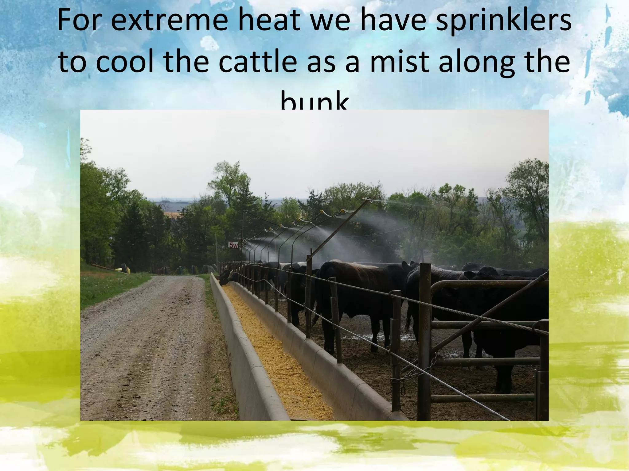 For extreme heat we have sprinklers
to cool the cattle as a mist along the
                 bunk
 